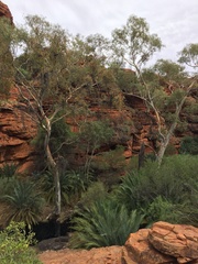 Macrozamia macdonnellii
