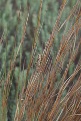 Melanoplus angustipennis