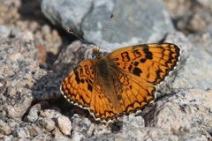 Melitaea ornata