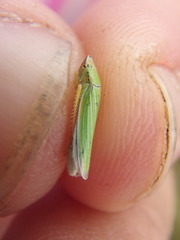 Draeculacephala noveboracensis