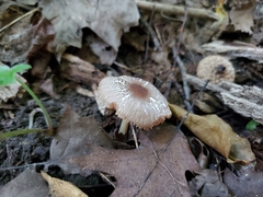 Pluteus deceptivus