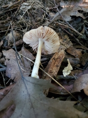 Pluteus deceptivus