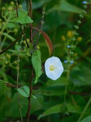 Ipomoea aristolochiifolia