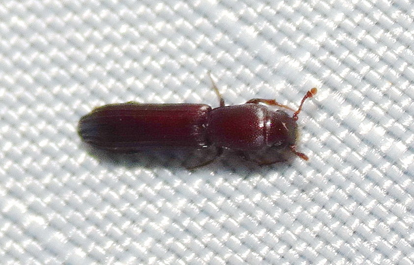 Sosylus costatus