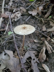 Oudemansiella limonispora