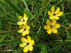 Sisyrinchium conzattii