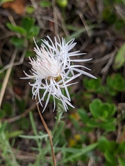 Centaurea ×psammogena