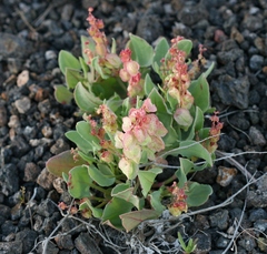 Rumex vesicarius
