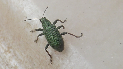Polydrusus pilosulus