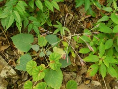 Onoseris onoseroides