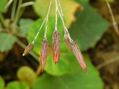 Onoseris onoseroides