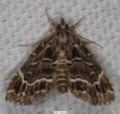 Cutina arcuata