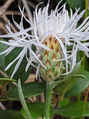 Centaurea ×psammogena