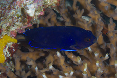 Centropyge fisheri