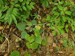 Onoseris onoseroides