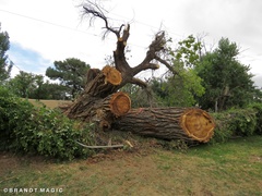 Populus deltoides wislizenii