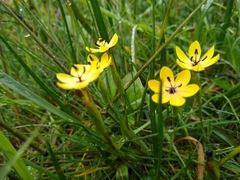Sisyrinchium conzattii