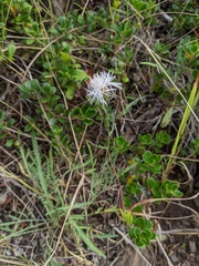 Centaurea ×psammogena