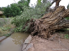 Populus deltoides wislizenii