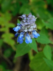 Salvia mocinoi