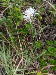 Centaurea ×psammogena