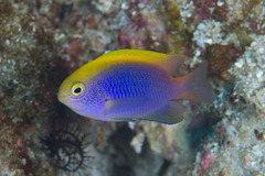 Chrysiptera bleekeri