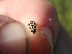 Anisosticta bitriangularis