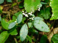 Euphorbia graminea