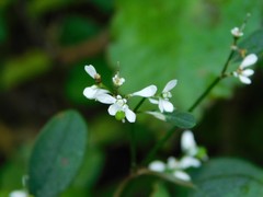 Euphorbia graminea