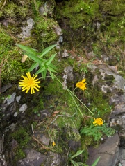 Hieracium umbellatum umbellatum
