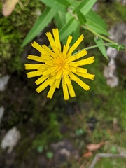 Hieracium umbellatum umbellatum