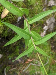 Hieracium umbellatum umbellatum