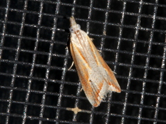 Arotrophora arcuatalis