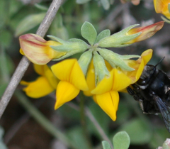 Lotus lancerottensis