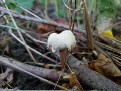 Lentinellus subaustralis