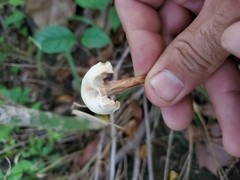 Lentinellus subaustralis