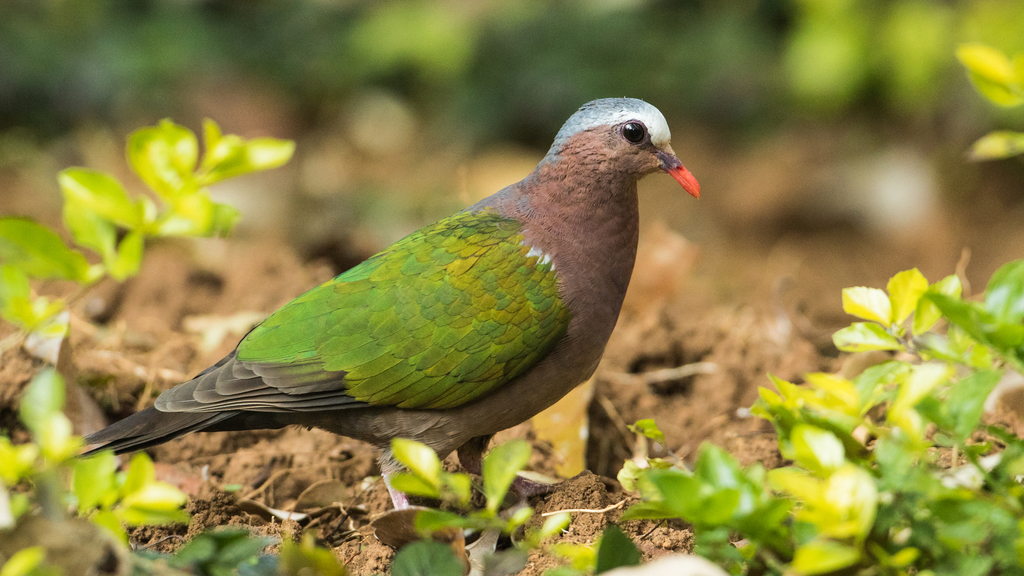 Asian Emerald Dove (Chalcophaps indica) photo