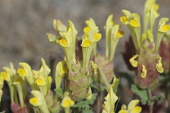 Scutellaria orientalis
