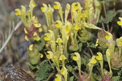 Scutellaria orientalis