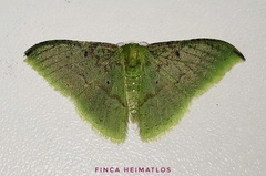 Tachyphyle undilineata