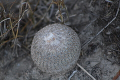 Epithelantha greggii