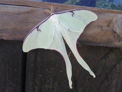 Actias truncatipennis
