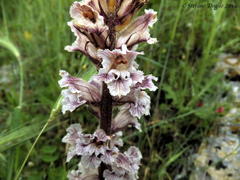 Orobanche crenata