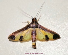 Mesocondyla