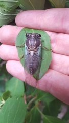Neotibicen lyricen engelhardti