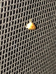 Clastoptera testacea