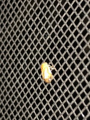 Clastoptera testacea