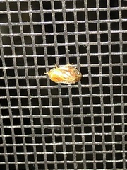 Clastoptera testacea