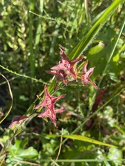 Ludwigia hirtella