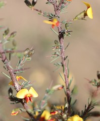 Dillwynia ramosissima